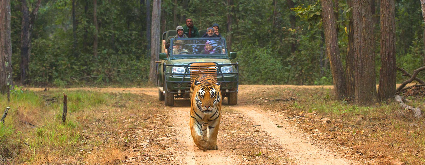 Indin Tiger India Tiger, Delhi Jaipur Agra Holidays