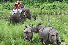 One Horned Rhinoceroses