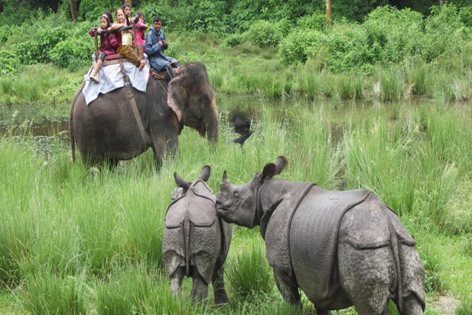 Jungle-safari-Nepal