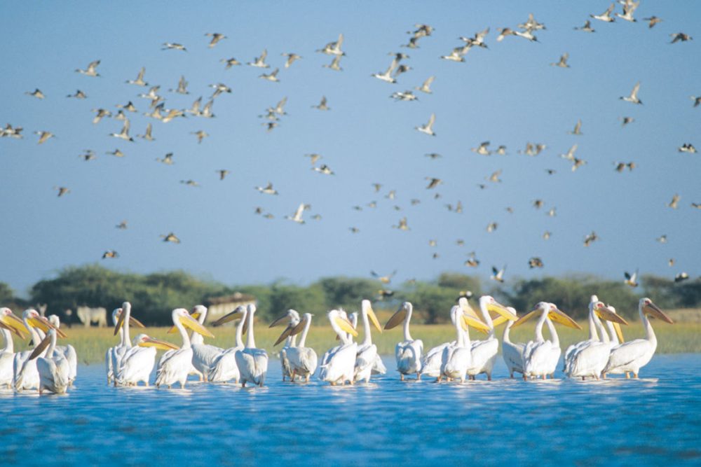 bird-sanctuary bharatpur