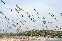 bird-sanctuary