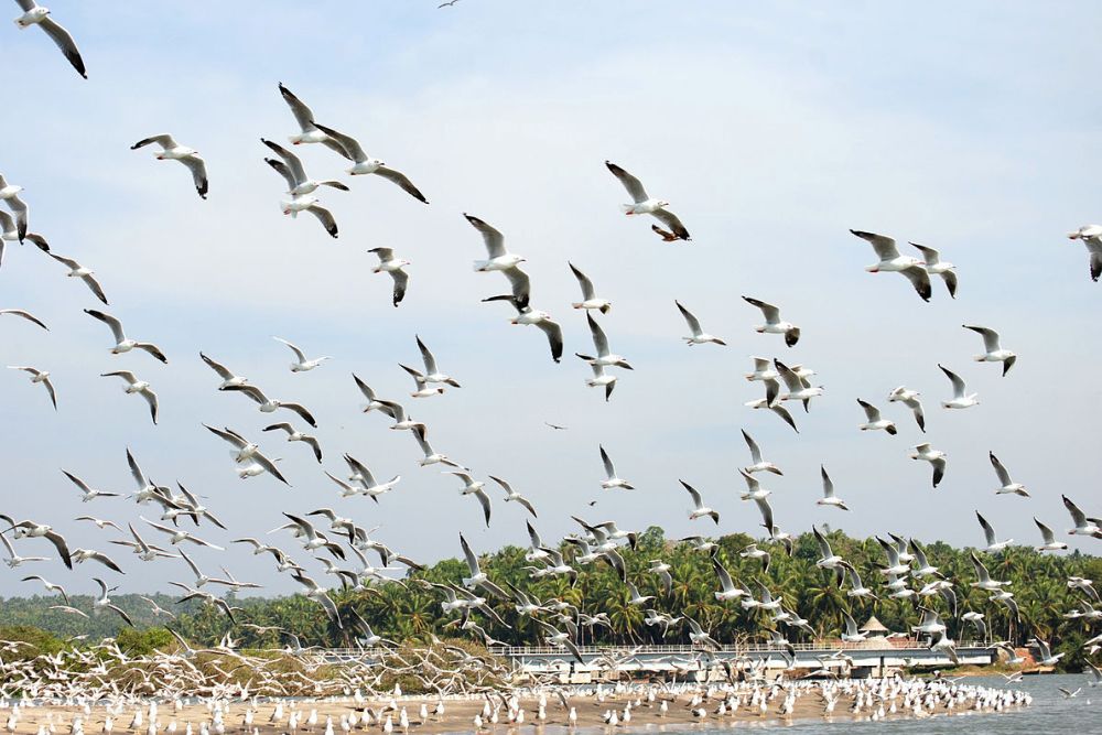 Kumarakom bird sanctuary