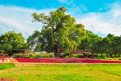 bodhi-tree-and-pond-lumbini