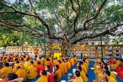 bodhi tree sarnath india