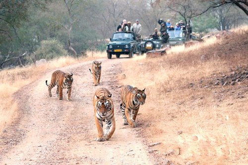 Wildlife Adventure Tour in India