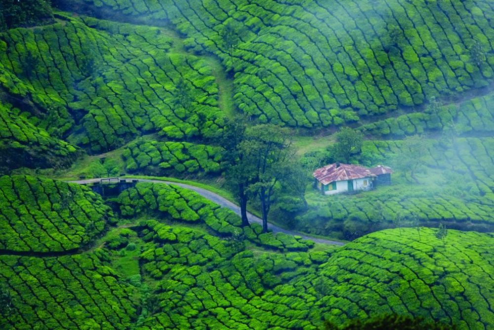 munnar-tea-garden