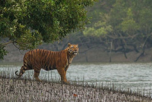 tiger in india