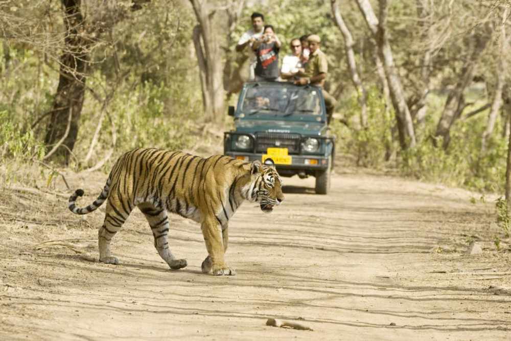 tiger safari