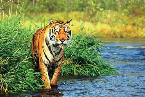 Indian Tiger